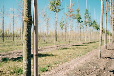 Trees on field against sky