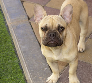 High angle portrait of dog standing outdoors