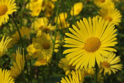 Close-up of yellow flower