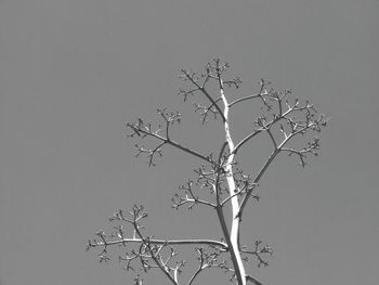 Low angle view of tree against sky