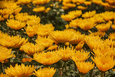 Close-up of yellow flowering plants