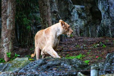 Cat in a forest