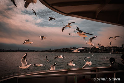 Flock of birds flying over sea