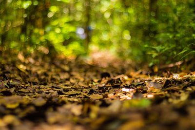 Close-up of autumn leaves on field