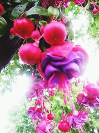 Close-up of pink flowers