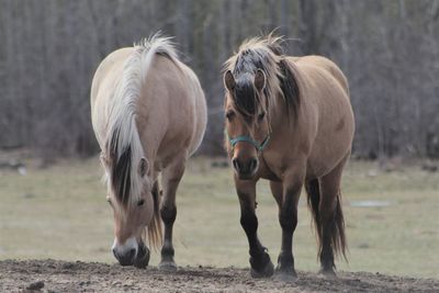 Close-up of horses standing on field