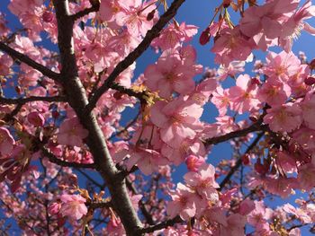 Low angle view of cherry blossom tree