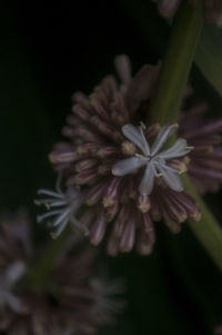 Close-up of flowers against blurred background