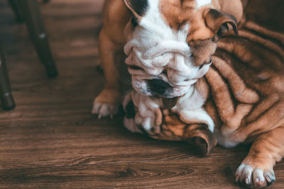 Close-up high angle view of dogs lying down on hardwood floor