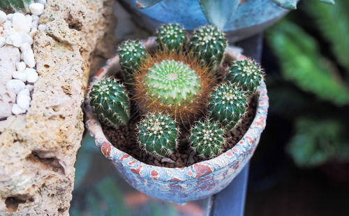 High angle view of succulent plant in pot