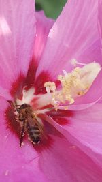 Close-up of bee on pink flower