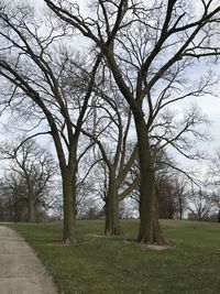 Bare trees on field against sky