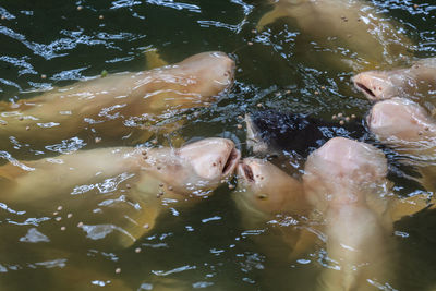 High angle view of fish swimming in lake