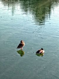 High angle view of ducks swimming on lake