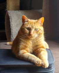 Portrait of cat sitting