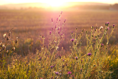 Thistles blooming on field