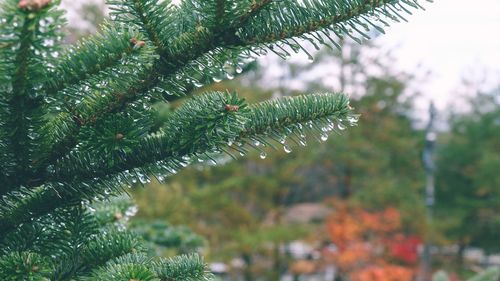 Close-up of wet pine tree