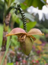 Close-up of mushroom growing on plant