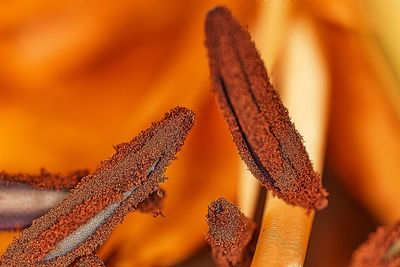 Close-up of orange flower