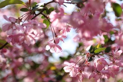 Close-up of pink flowers on tree