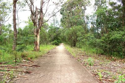 Narrow pathway along trees in forest