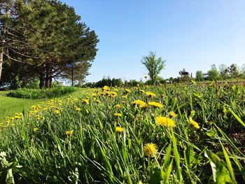 Yellow flowers growing on field