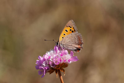 Close-up of butterfly pollinating on purple flower