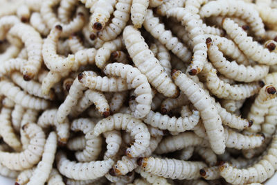 Full frame shot of eggs in market