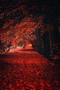 Footpath amidst trees during autumn