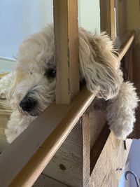 Close-up of a dog looking away