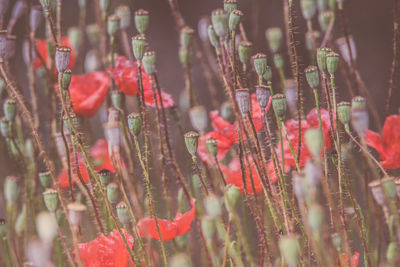 Close-up of red flowering plants on field