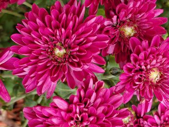 Close-up of pink dahlia