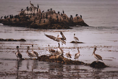 Flock of birds on beach