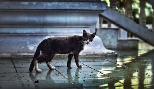 Side view of a cat