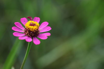 flowering plant