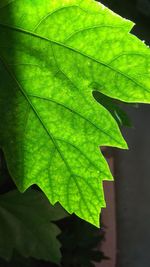 Close-up of maple leaf