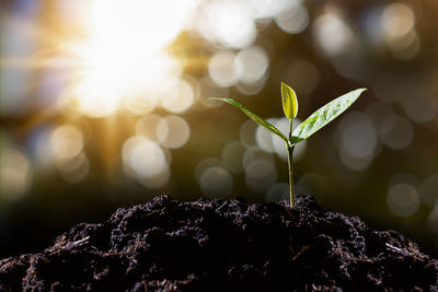 Close-up of plant growing on rock