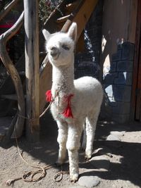 Portrait of cat standing outdoors