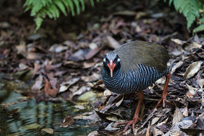 Close-up of bird