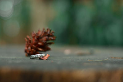 Close-up of pine cone on plant