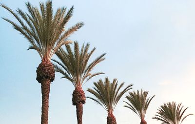 Low angle view of palm tree against sky