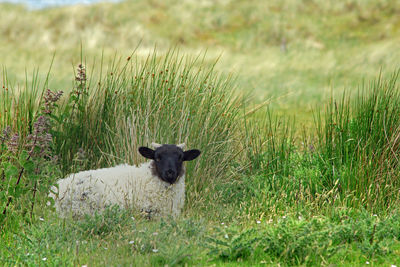Portrait of an animal on field