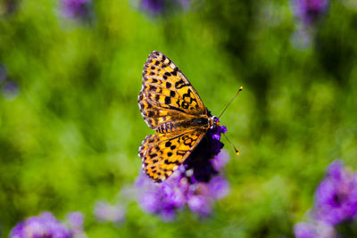 Close-up of butterfly pollinating on purple flower