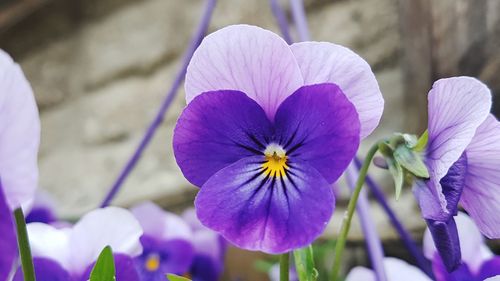 Close-up of purple flowering plant