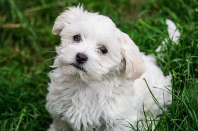 Portrait of white puppy on field
