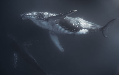 Humpback whale swimming undersea