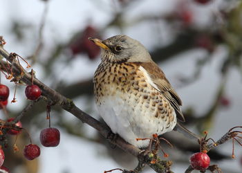 Close-up of bird perching on branch