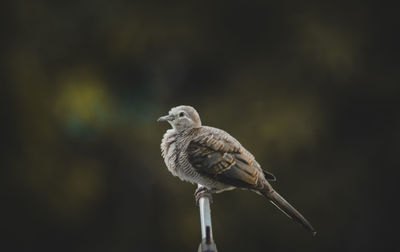 Close-up of bird perching on a tree