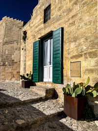 Potted plant on wall of building