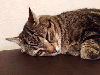 Close-up of cat sleeping